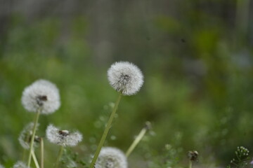 도로에 피는 민들레 씨