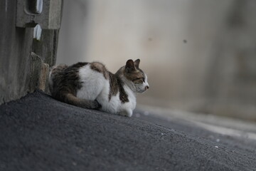 길거리의 고양이