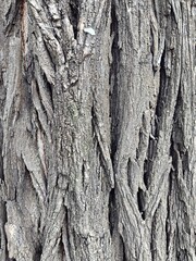 old tree bark close up