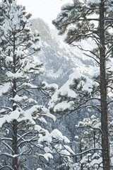 Snowy forest at Christmas. Selective focus