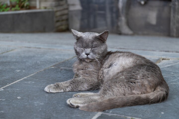 A snoozing, sleeping cat