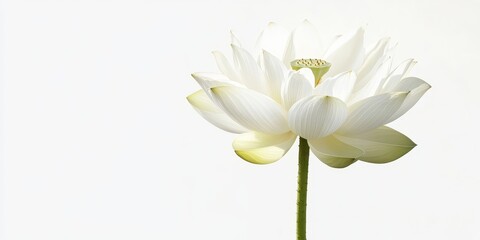Obraz premium Stunning lotus flower showcased in isolation against a pristine white background, highlighting the beauty and elegance of the lotus flower in a striking composition.