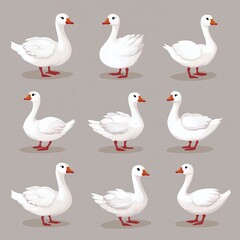 Obraz premium A series of white ducks are shown in various poses