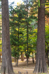 Obraz premium good view of korea