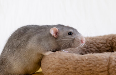 little cute rat on yellow couch