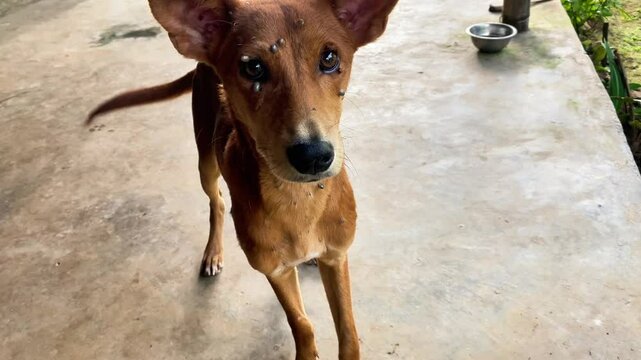 many ticks on the dog, the dog is being bitten by ticks