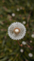 Dandelion flower close-up: nature's radial beauty great for wall art, nature-themed blogs, meditation visuals, botanical design references.