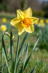 Fototapeta premium daffodils in the garden