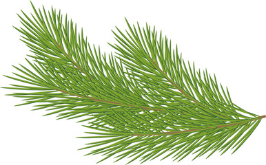 Illustration of Pine Tree Branch
