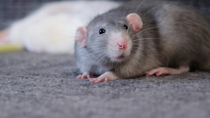 little cute rat on gray couch