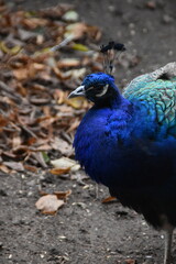 Obraz premium This peacock is standing outdoors in a zoo in sunny early autumn day.