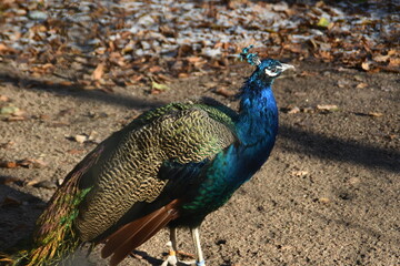 Fototapeta premium This peacock is standing outdoors in a zoo in sunny early autumn day.