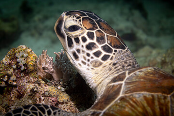 Lovely sea turtle, Mabul Island, Malaysia