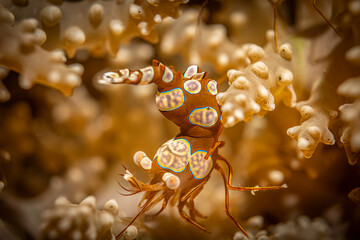 Shrimp, Kapalai, Malaysia © Travel Tips Stories