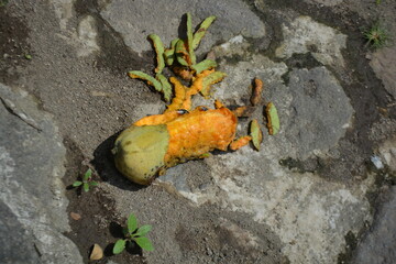 Mango on the ground