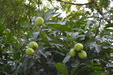 mangos on tree