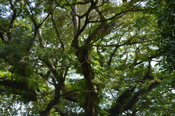 Pattern of Tree brances