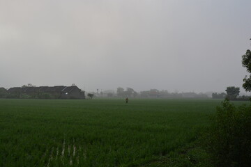 Beautiful green view landscape of rice field