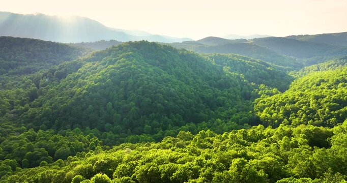 Summer woods of Appalachian mountains with green canopies in colorful forest at sunset. Wild nature in summertime season