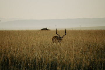 view of the african savannah 