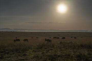 sunrise in the african savnnash while on safari
