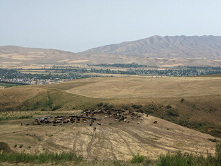 Fototapeta premium View of landcape with mountains and hills. Sheep, horses, cows graze in the field. Vivid natural scenery photo.