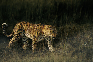 leopard on the prowl in masai mara