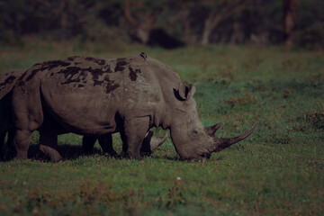 Fototapeta premium savannah plains in africa