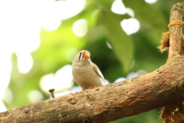 Close up view of Sunda zebra finch