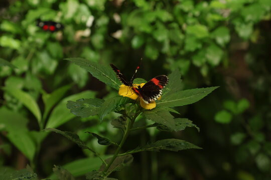 Close up view of Parides iphidamas