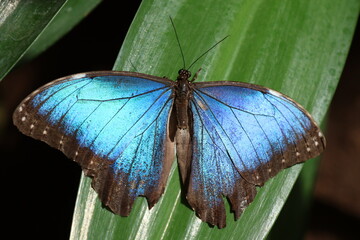 Close up view of Morpho peleides butterfly