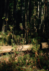 wild rosemary in the swamp