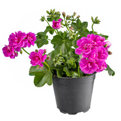 Cyclamen color ivy geranium
