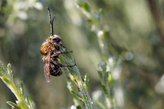 Eucera. Species of bee or bumblebee in its natural environment.