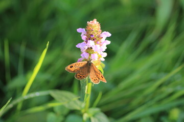 speckled wood butterfly macro photo