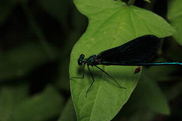 zygoptera green dragonfly macro photo