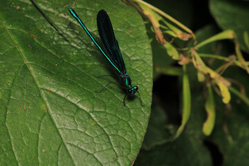 zygoptera green dragonfly macro photo