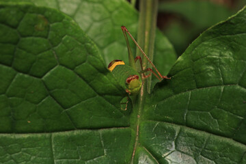 grasshopper