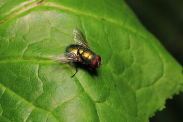 sarcophaga carnaria fly macro photo