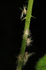 natural Passionvine hopper insect macro photo