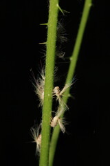 natural Passionvine hopper insect macro photo