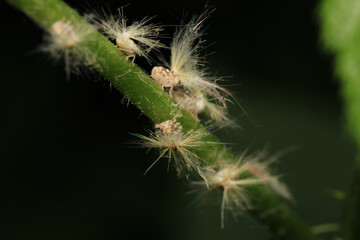 Obraz premium natural Passionvine hopper insect macro photo