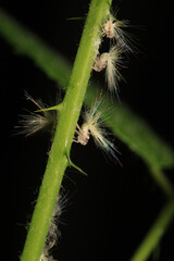 natural Passionvine hopper insect macro photo