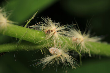 natural Passionvine hopper insect macro photo