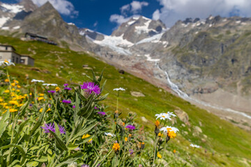 Obraz premium Val Veny scenic landscape in Courmayeur valley, Italy on Tour du Mont Blanc hiking route. Alps beautiful landscape, scenic view of the alpine peaks, green fields and meadow with flowers and blue sky
