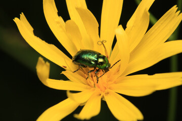 green cryptocephalus insect macro photo