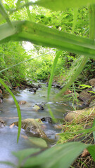 photo of stream in natural forest