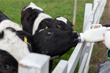 Bottle-fed young cows in the pasture