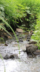 photo of stream in natural forest