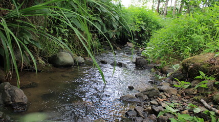photo of stream in natural forest